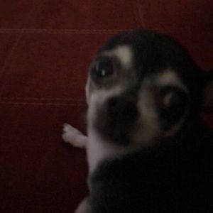 Meet your Posher, Adrian